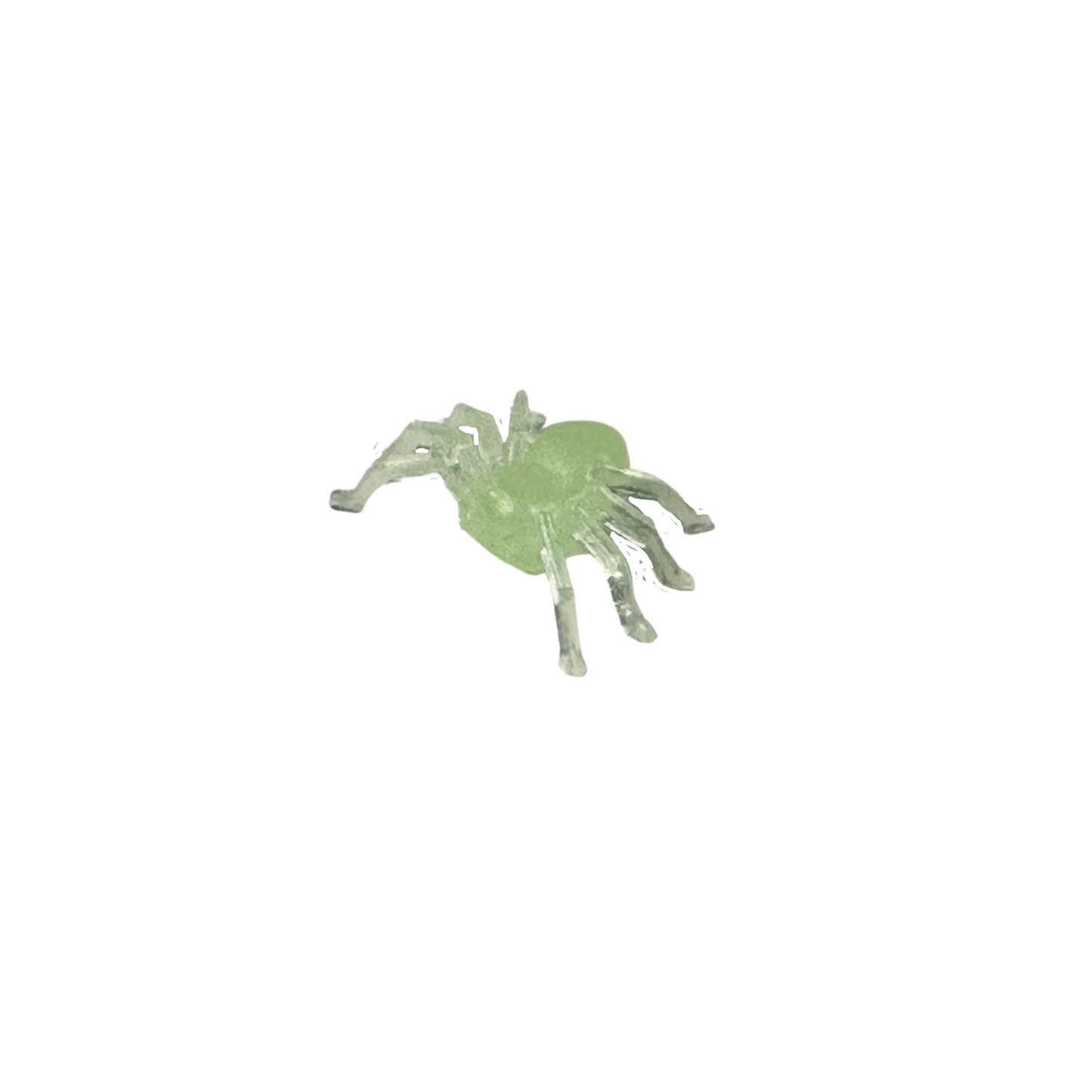 Spinne nachtleuchtend